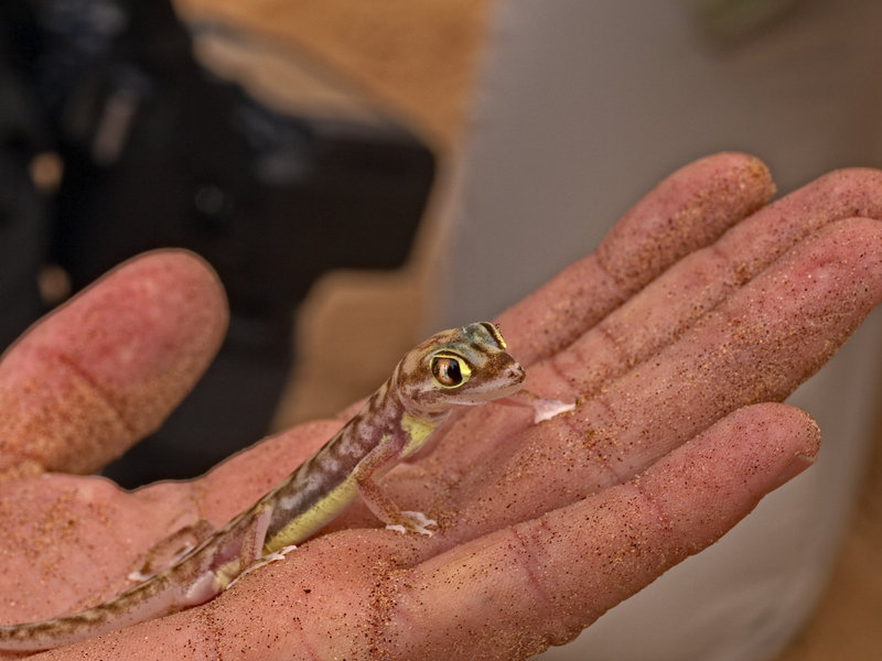 Swakopmund, Palmato Gecko